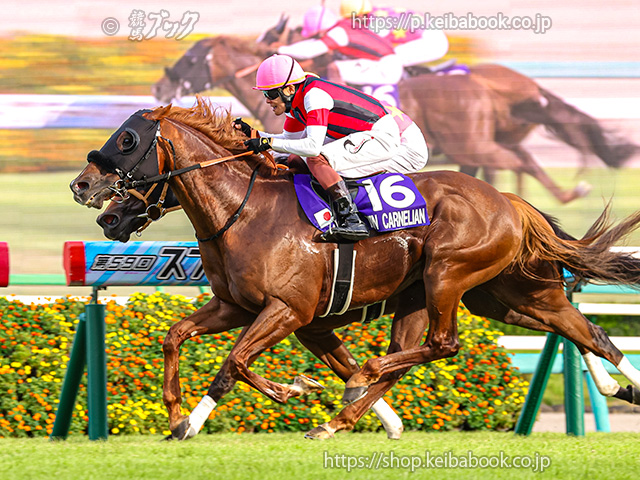 JRA第59回スプリンターズステークスポスター 2023スプリンターズステークスポスター｜日本サイン競馬会